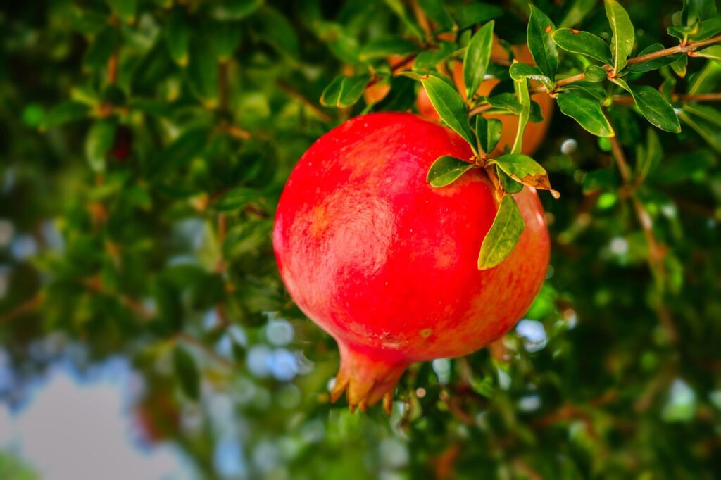 pomegranate, fruit, pomegranate tree, plant, mediterranean, nature, pomegranate, pomegranate, pomegranate, pomegranate, pomegranate, pomegranate tree, pomegranate tree