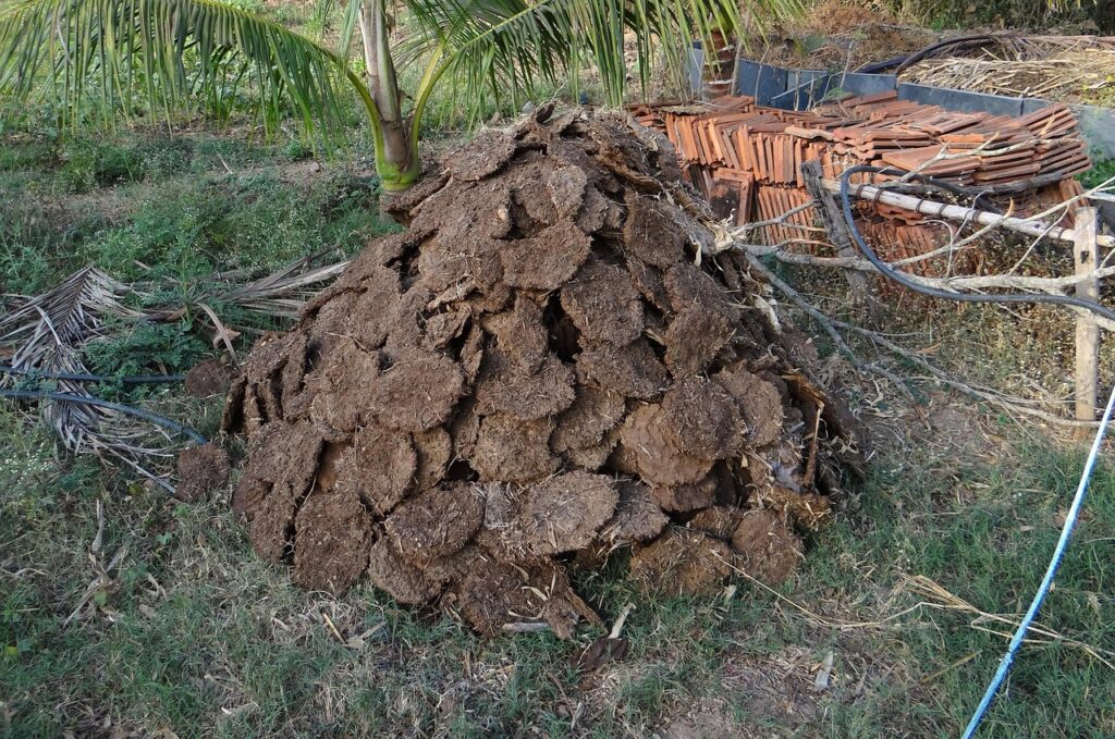 cow dung, fuel, cow pats, cow manure, dried, drying, nature, waste, animals, cows, cattle, outdoors, farms, agricultural, fertilizer