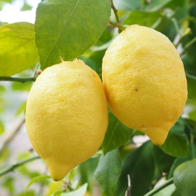 lemon, limone, lemon tree, citrus × limon, citrus plant, citrus, fruit, tropical fruit, yellow, ripe, vitamins, hang, healthy, fruity, lemon yellow, light yellow, lemon cultivation, lemon plantation, plantation, fruit tree, lemon, lemon, lemon, lemon, lemon, lemon tree