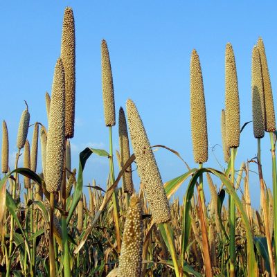pearl millet, pennisetum glaucum, bajra, crop, spike, cereal, agriculture, farming, field, cultivation, lingsugur, raichur, karnataka, india, blue farm, pearl millet, pearl millet, pearl millet, bajra, bajra, bajra, bajra, bajra