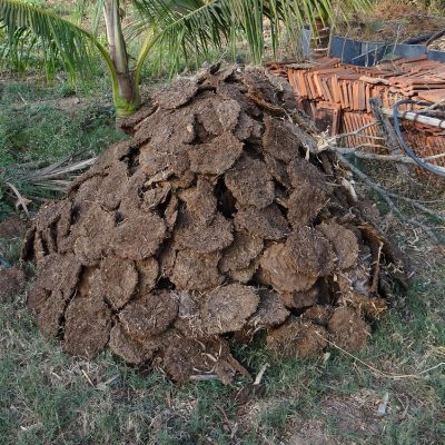 cow dung, fuel, cow pats, cow manure, dried, drying, nature, waste, animals, cows, cattle, outdoors, farms, agricultural, fertilizer