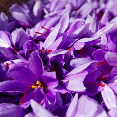 saffron, crocus sativus, harvest, beautiful flowers, flowers of saffron, flower wallpaper, flower background, fall, nature, spice, flowers
